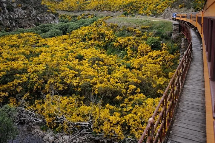 View from the train passing a field of bright yellow flowering bushes